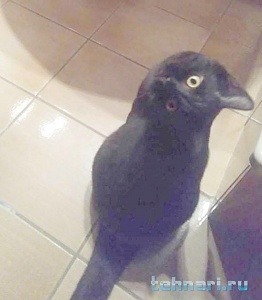 cat_crow.jpg