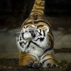Аватар для Tiger-Cub